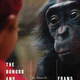 Image for article titled How do you give an animal an IQ test?